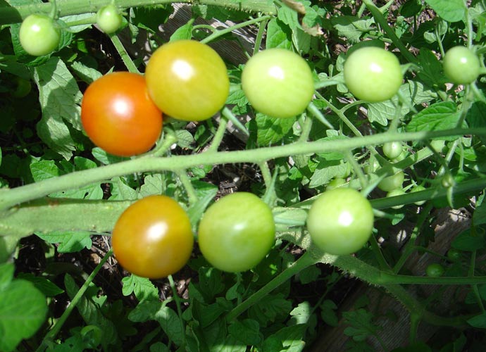 Eastside Cafe Austin