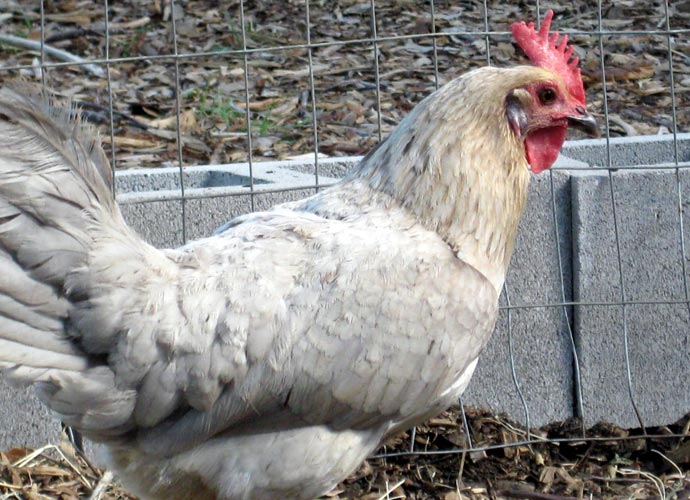 Eastside Cafe Austin