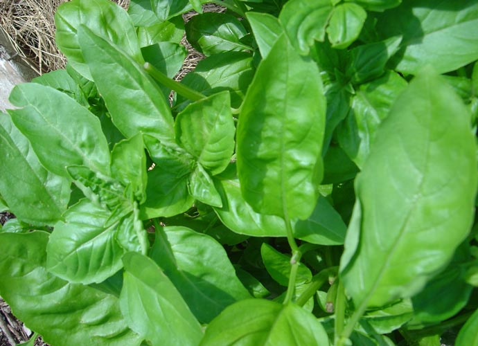 Eastside Cafe Austin