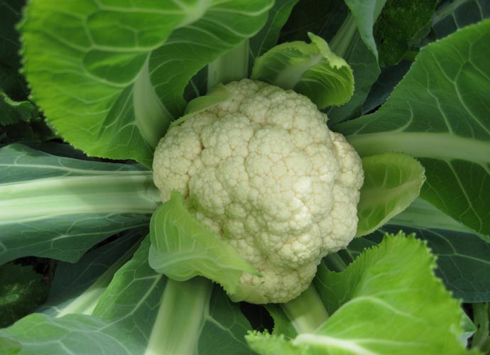 Eastside Cafe Austin