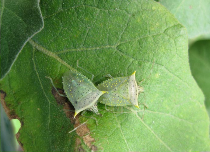 Eastside Cafe Austin