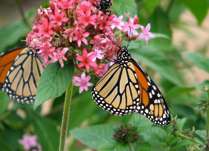 Eastside Cafe Austin