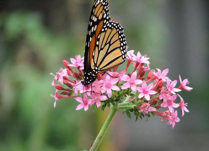 Eastside Cafe Austin