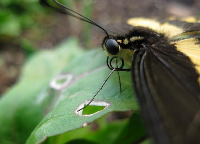 Eastside Cafe Austin