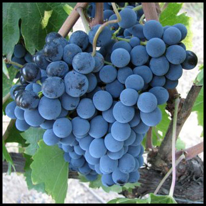 Great Grapes